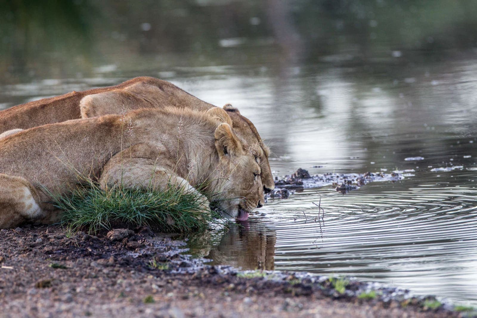 Lions drinking at a waterhole